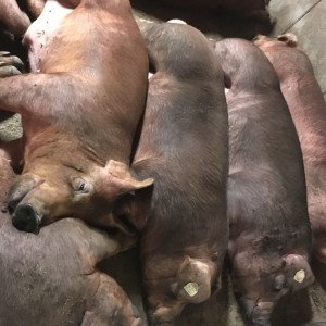 Durocs all looking very relaxed, even with a group of strangers walking through the sheds. 