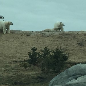 All young male polar bears. 