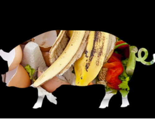 Don’t Feed Kitchen Waste